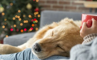 Link activation Roku to Enjoy movies with your furballs this winters only on Roku TV
